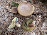 Boletus badius image