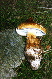 Squamanita umbonata image