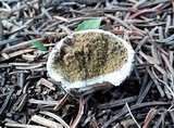 Bovista plumbea image