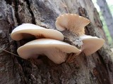 Hypsizygus marmoreus image