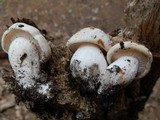 Hypsizygus marmoreus image