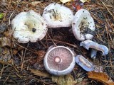 Lactarius paradoxus image