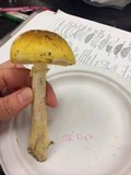 Amanita flavorubens image