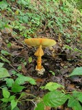 Amanita basii image