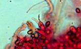 Gymnopilus lepidotus image