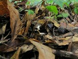 Isaria tenuipes image