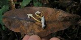 Isaria tenuipes image