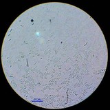 Isaria tenuipes image