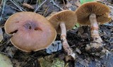 Cortinarius armillatus image