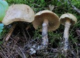 Suillus acidus image