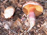 Gymnopilus luteofolius image