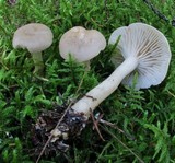 Tricholoma inamoenum image