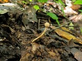 Ophiocordyceps gracilioides image