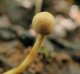 Ophiocordyceps gracilioides image