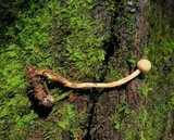 Ophiocordyceps gracilioides image