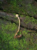 Ophiocordyceps gracilioides image