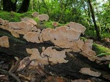 Xylobolus subpileatus image