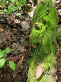 Xylobolus subpileatus image