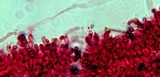 Gymnopilus lepidotus image