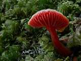 Hygrocybe rubrocarnosa image