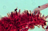 Gymnopilus lepidotus image