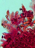 Gymnopilus lepidotus image