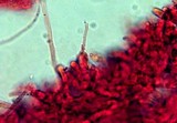 Gymnopilus lepidotus image