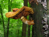 Gymnopilus luteus image