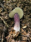 Tylopilus plumbeoviolaceus image