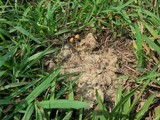 Psilocybe coprophila image
