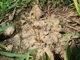 Psilocybe coprophila image