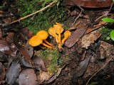 Cantharellus minor image