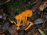 Cantharellus minor image
