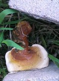 Ganoderma polychromum image