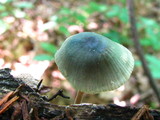 Mycena subcaerulea image