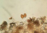 Panaeolus cinctulus image