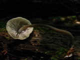 Mycena subcaerulea image