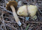 Suillus punctipes image