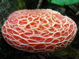 Rhodotus palmatus image