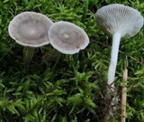 Cantharellula umbonata image