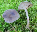 Cantharellula umbonata image