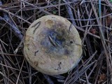 Lactarius sordidus image