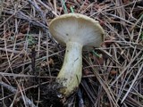 Lactarius sordidus image
