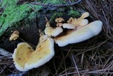 Tapinella panuoides image