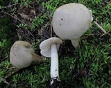 Tricholoma virgatum image