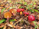 Rubroboletus dupainii image