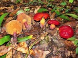 Rubroboletus dupainii image