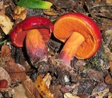 Rubroboletus dupainii image