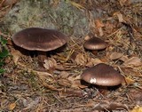 Tricholoma imbricatum image