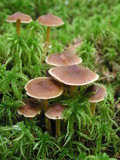 Cortinarius albovariegatus image